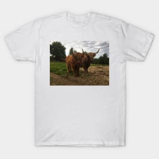 Scottish Highland Cattle Cow and Calf 2047 T-Shirt